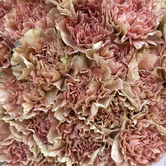 25 розово-персиковых гвоздик