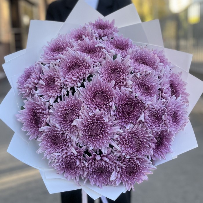 25 сиреневых хризантем