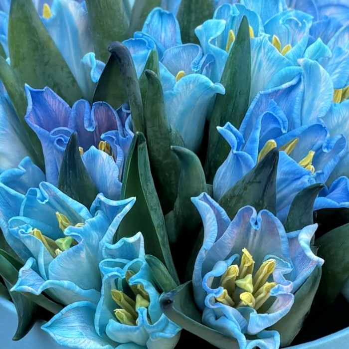 25 тюльпанов Лунный краун в коробке