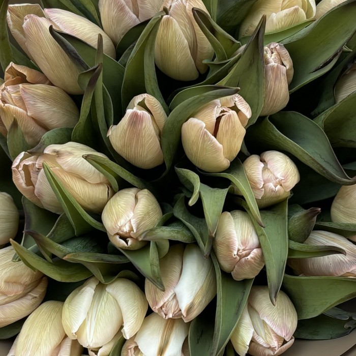 25 тюльпанов Мокко