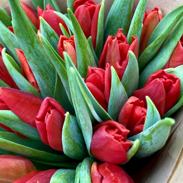 25 красных тюльпанов в крафте