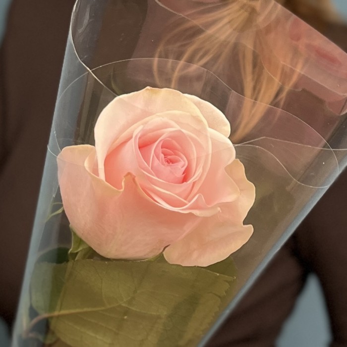 1 нежно-розовая роза Новия 60 см