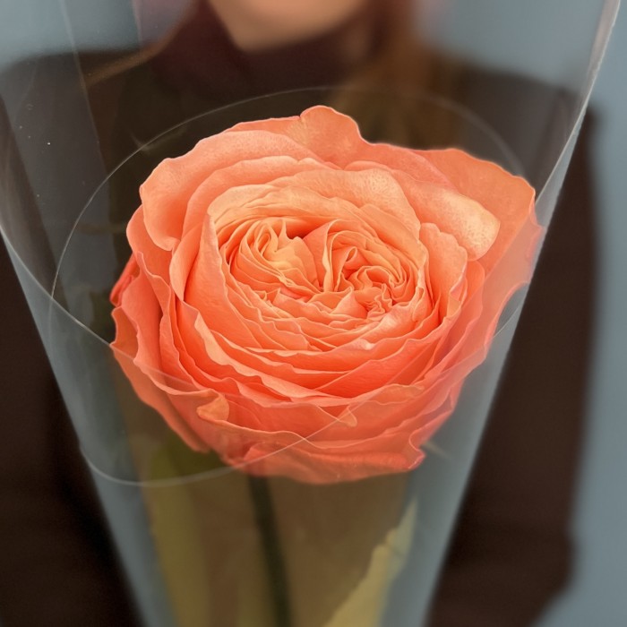 1 роза Кахала 60 см