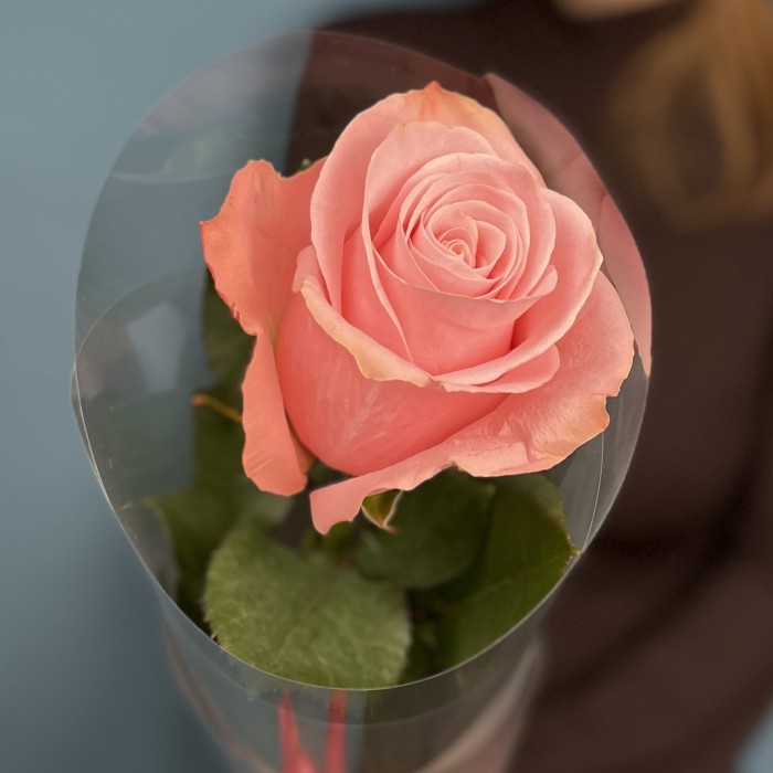 1 роза Би Свит 60 см