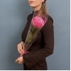 1 сиреневая роза Куинс Краун  60 см