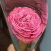 1 сиреневая роза Куинс Краун  60 см