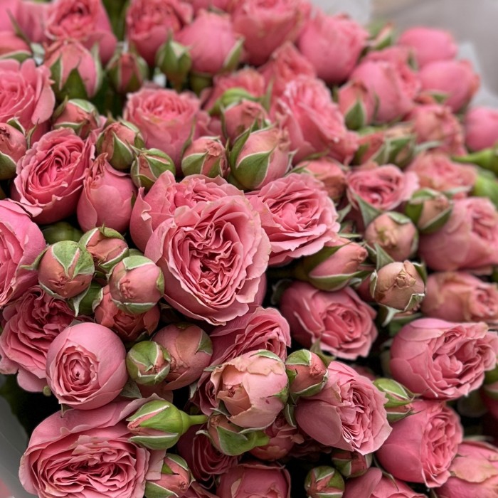 15 кустовых пионовидных роз Спешел Дайменшн 50см