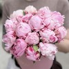 15 нежно-розовых пионов Сара Бернар в коробке