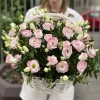 25 махровых бело-розовых эустом в корзине