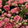 25 кустовых пионовидных роз Спешел Дайменшн в корзине