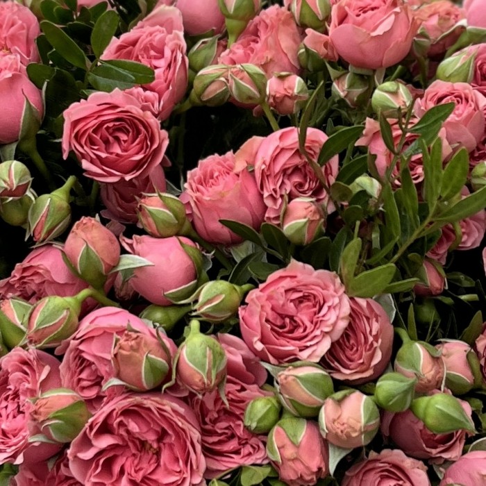 25 кустовых пионовидных роз Спешел Дайменшн в корзине