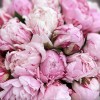 25 пионов Сара Бернар в коробке