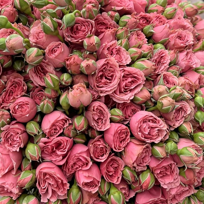 51 кустовая пионовидная Роза Спешел Дайменшн 50см