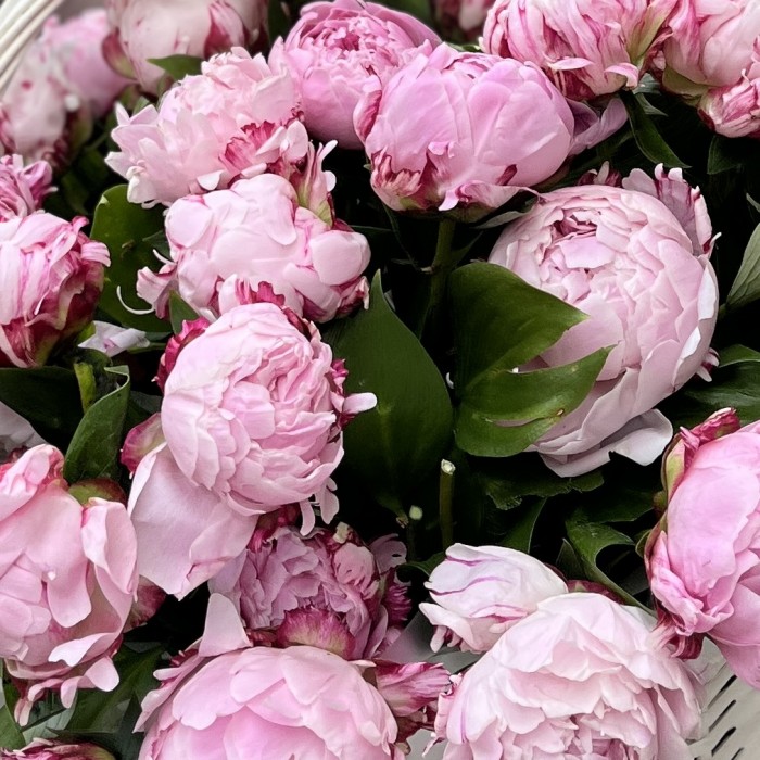 51 нежный розовый пион Сара Бернар в корзине