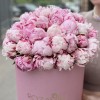 51 розовый пион Сара Бернар в коробке
