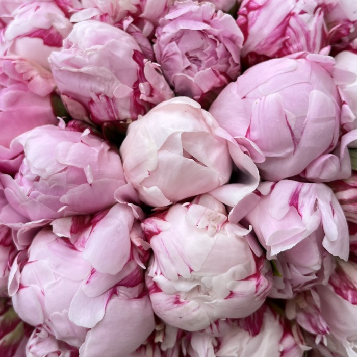 51 розовый пион Сара Бернар в коробке