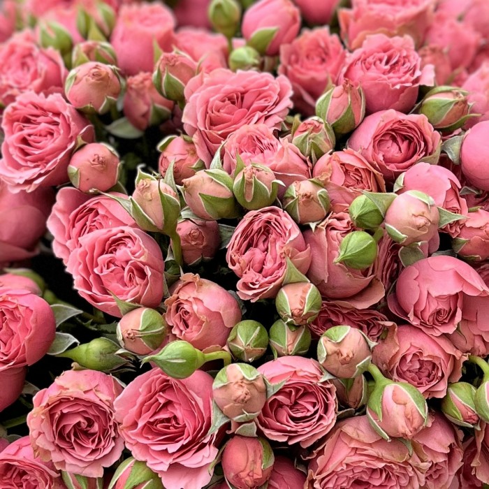 Розовая кустовая пионовидная Роза Спешел Дайменшн 50см