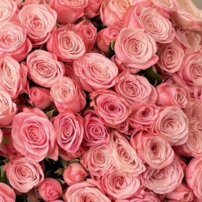 25 розовых кустовых роз Бердс Нест 50 см