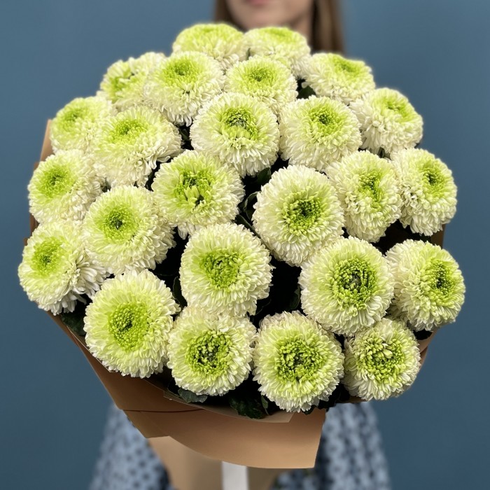 25 бело-зеленых хризантем помпон