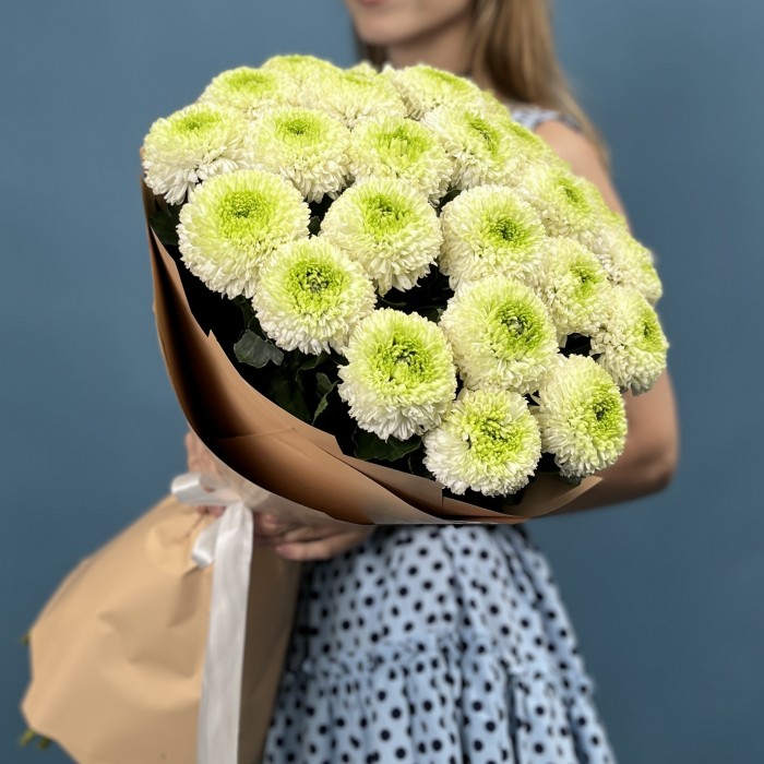25 бело-зеленых хризантем помпон