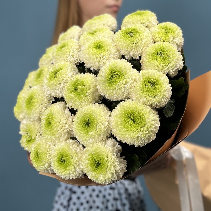 25 бело-зеленых хризантем помпон