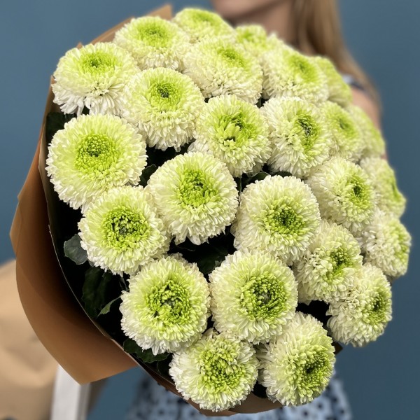 25 бело-зеленых хризантем помпон