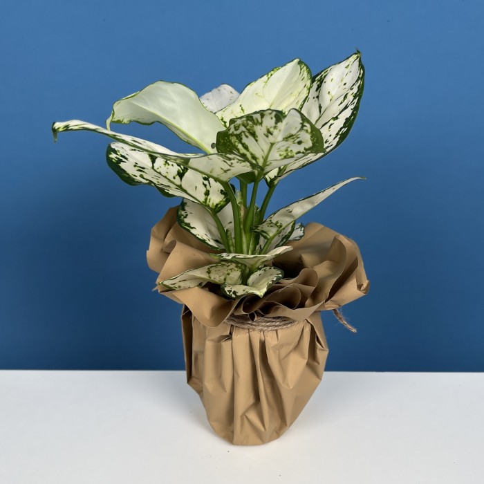 Аглаонема Вайт