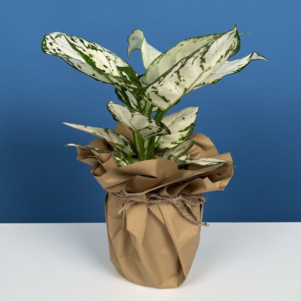 Аглаонема Вайт