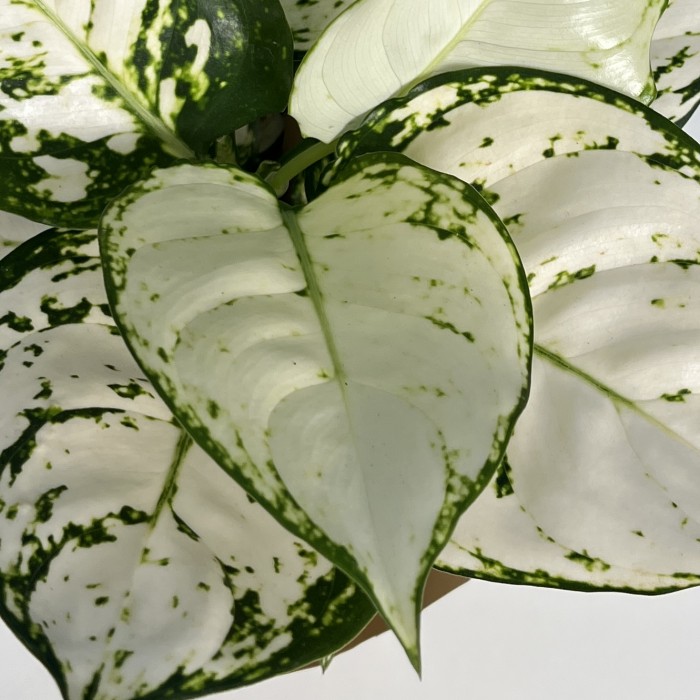 Аглаонема Вайт