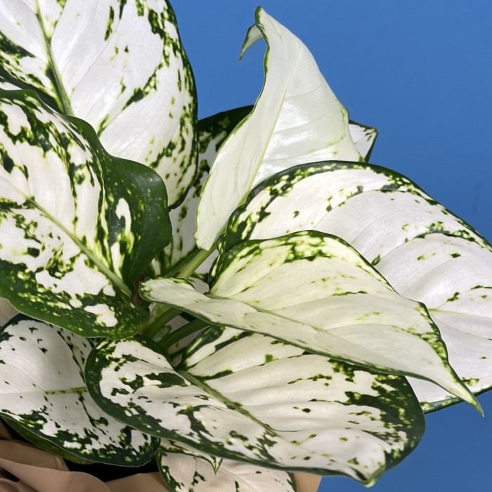 Аглаонема Вайт