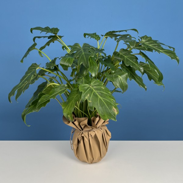 Алоказия Литл Ангел