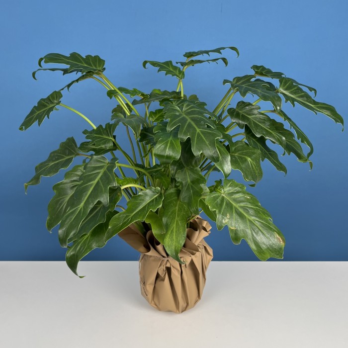 Алоказия Литл Ангел