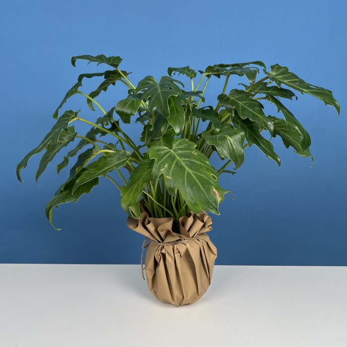 Алоказия Литл Ангел