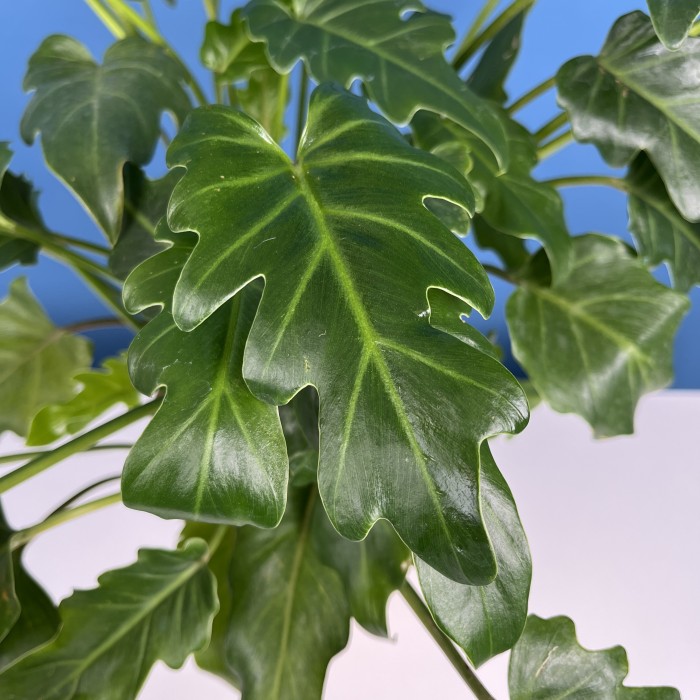 Алоказия Литл Ангел