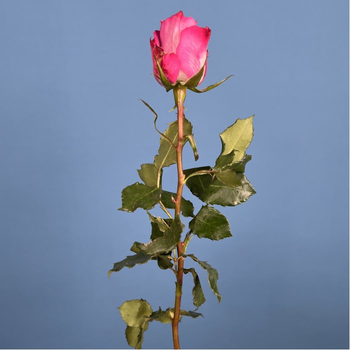 Роза 40 см Сиренево-малиновая Дип Перпл