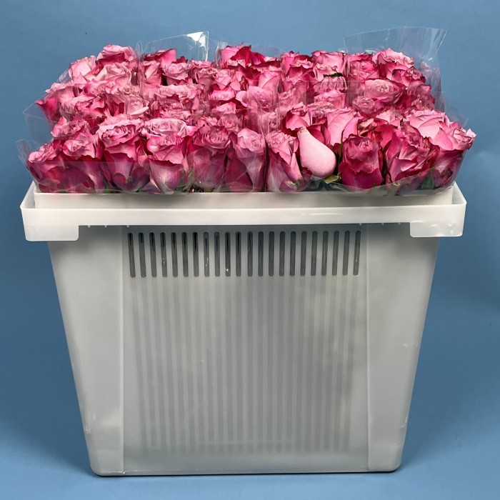 Роза 40 см Сиренево-малиновая Дип Перпл