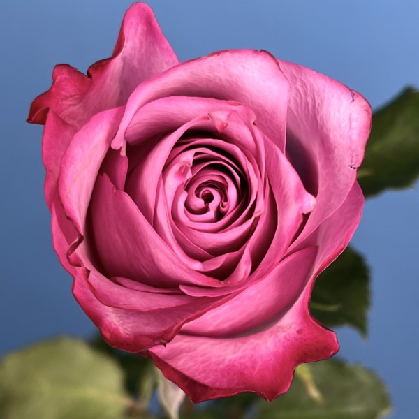 Роза 40 см Сиренево-малиновая Дип Перпл