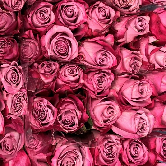 Роза 40 см Сиренево-малиновая Дип Перпл