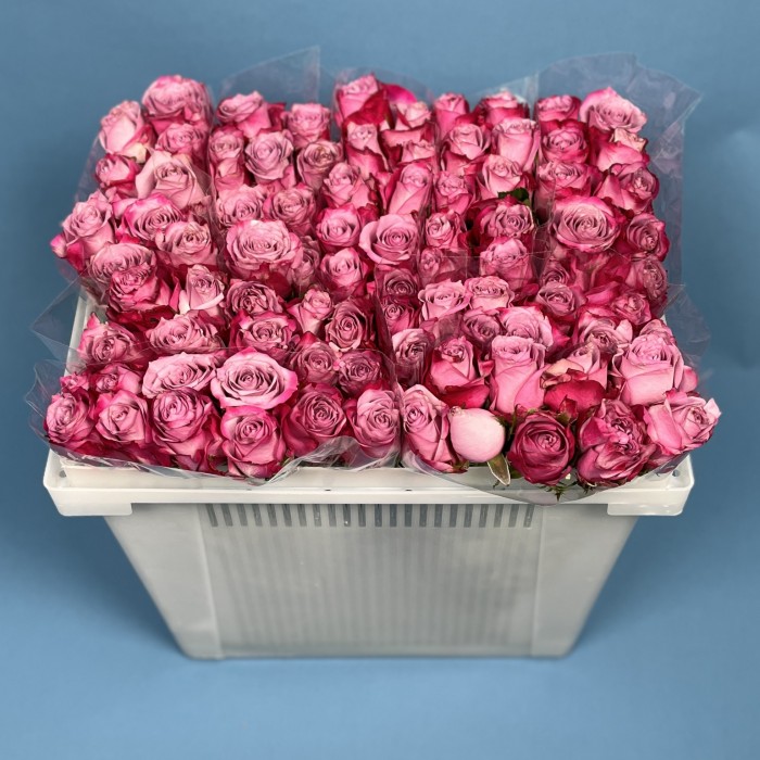 Роза 40 см Сиренево-малиновая Дип Перпл