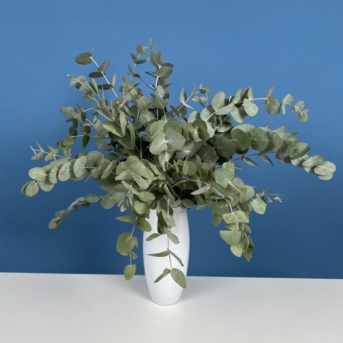 7 веток ароматного эвкалипта в вазе