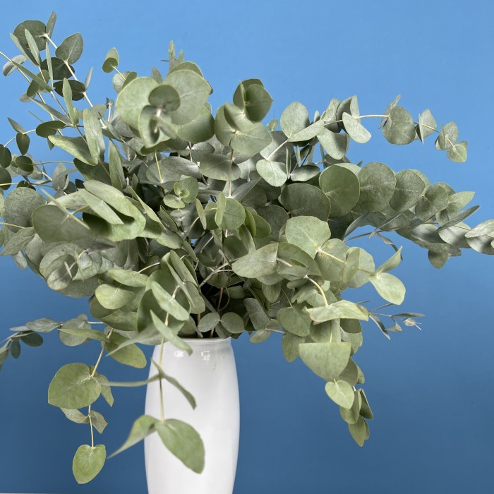 7 веток ароматного эвкалипта в вазе