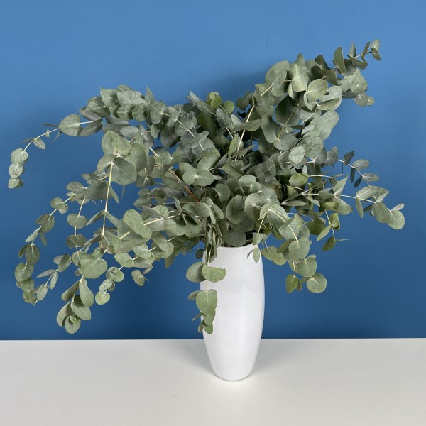 11 веток ароматного эвкалипта в вазе