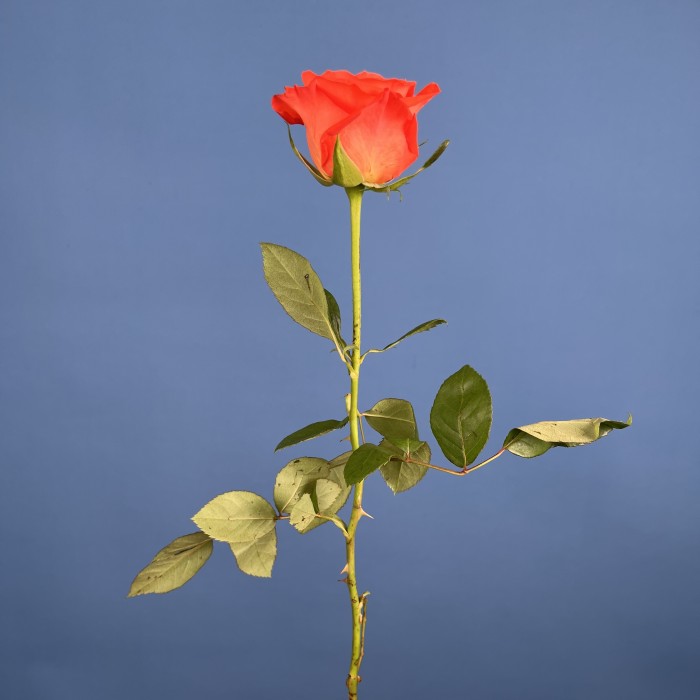 Роза 40 см оранжевая Копакабана