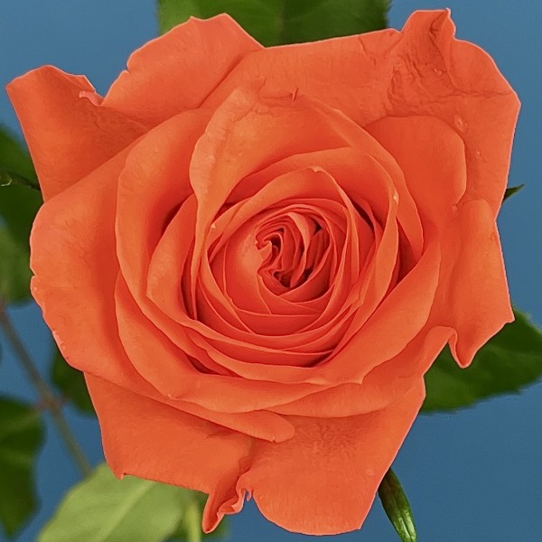 Роза 40 см оранжевая Копакабана