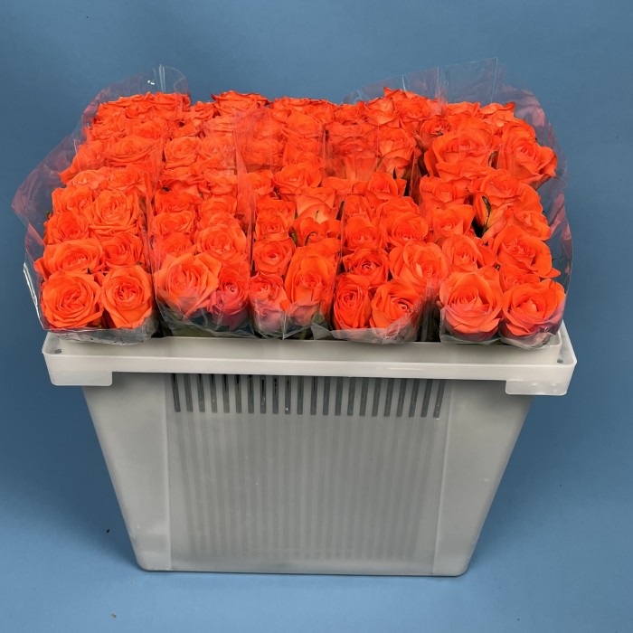 Роза 40 см оранжевая Копакабана