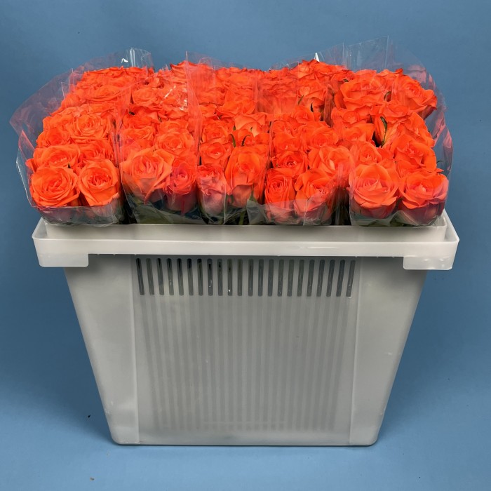 Роза 40 см оранжевая Копакабана