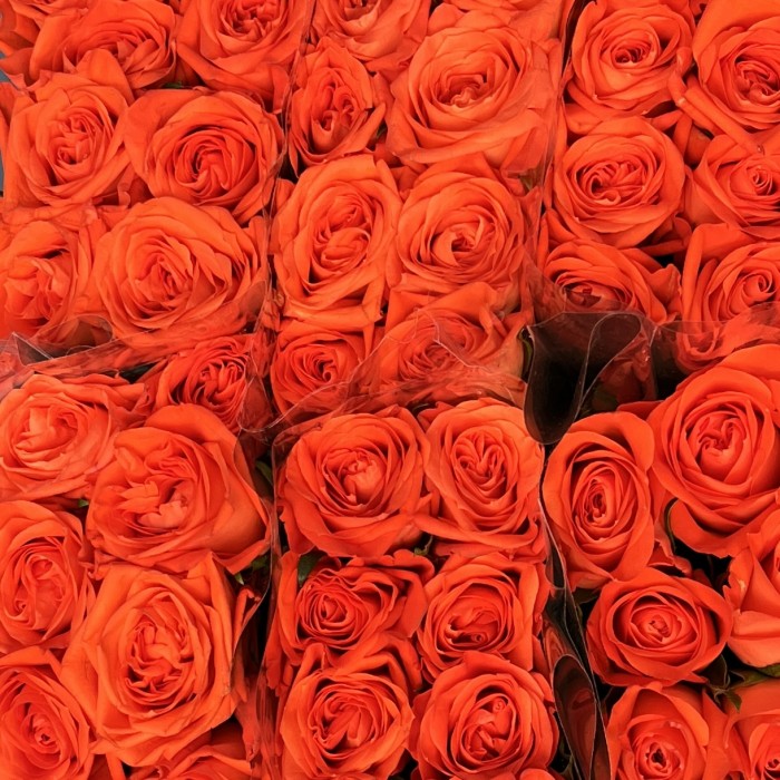 Роза 40 см оранжевая Копакабана
