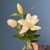 Лилия пионовидная белая