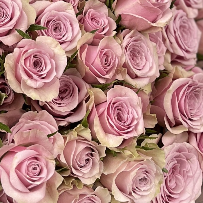 25 сиреневых кустовых роз Лейла