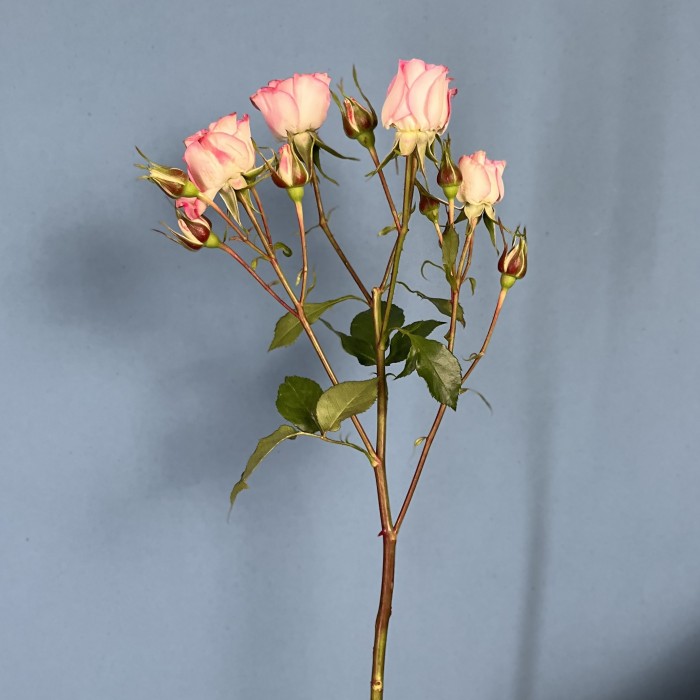 Роза кустовая пионовидная Кэнди Блоссом 60 см